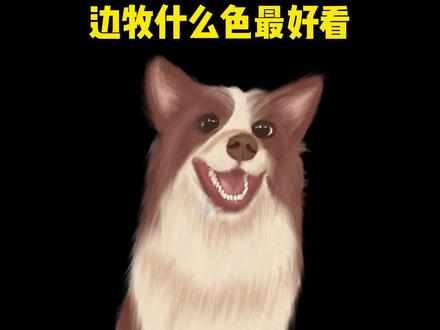 所以大家都喜欢啥花色啊#边牧 #二狗挑狗 #狗 #宠物知识