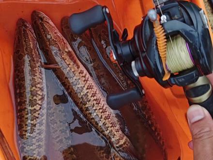 丘陵水库也能打黑,路亚钓黑鱼就是这么简单。#路亚 #原来钓鱼才是抖音运动顶流