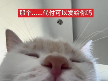 那个……可以吗?#抽象 #代付 #小猫咪怼脸杀视频 #抖音玩法合伙人计划