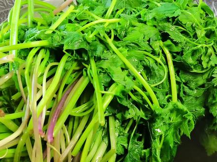 吃不完的山野菜“小叶芹”,不要直接冷冻,多加一步放一年都鲜嫩 #山野菜 #山野菜储存小妙招 #美食