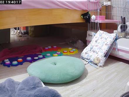 当我为一位兔兔难过的时候,豆包这样安慰我。#兔子 #萌宠出道计划 #萌宠 #按钮