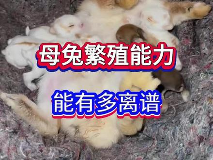 母兔的繁殖能力#母兔子 #兔子 #养兔