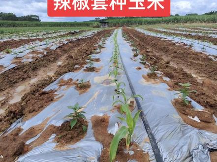 辣椒套种玉米,收两种作物,试试看,不过肥料,管理需要很足才得,绿魔罗方案#辣椒 #玉米 #套种 #绿魔罗