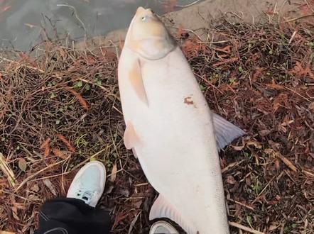 最近每天 千篇一律的鱼拔腻了 很多人认为锚鱼=铁板大跳 其实是误区 铁板应该是小幅度匀速慢速跳才能上鱼 大跳离底水层太高 且全是虚线 碰到鱼的身体缺乏后续力量 易脱钩 又累又难上鱼 #冬天上的鱼顶全年 #锚鱼