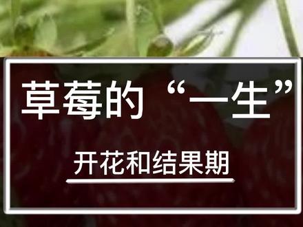 草莓是什么植物 606214a03747dcd729e2b33b90e91a26~tplv-dy-resize-origshort-autoq-75:330.jpeg?x-expires=2006222400&x-signature=Jh%2Bi2IKj3uQA1DQ7kemD3SfdD%2BA%3D&from=3213915784&s=PackSourceEnum_AWEME_DETAIL&se=false&sc=cover&biz_tag=pcweb_cover&l=2023080112033259222538BC46BB0418FE