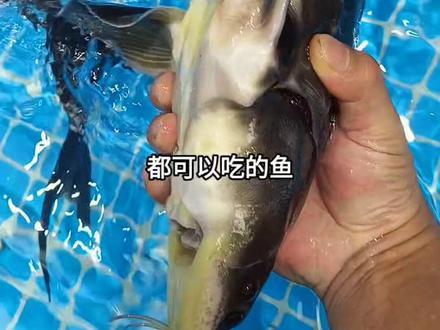 鲟龙鱼,又叫尖嘴鲟,肉鲟,全身都是软骨,又叫软骨鱼,一年生长1-2斤隔年长势更快,最大能长200斤,肉质细嫩,味道鲜美,且适应性强,生长潜力大,成活率高,养殖简单,各地水域都可以养殖。#三农 #户外 #我的乡村生活 #乡村守护人 #钓鱼