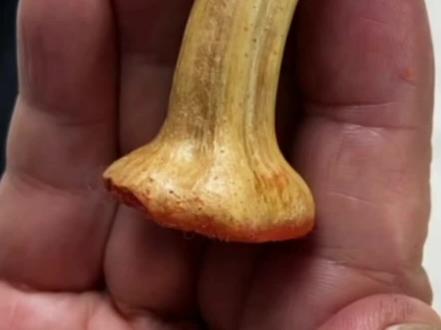 篆刻弄石之馀,妙想刻南瓜蒂。南瓜蒂本为弃物,一旦入手,略施雕琢,即可成一闲章。尤可喜者,瓜蒂印可媲美石印而竟能得之金石味;更兼有封泥之趣味,拙朴静穆,而不失文人之雅趣。#好的作品都是有灵魂的 #印章#文房雅器#中国文化 #南瓜印章