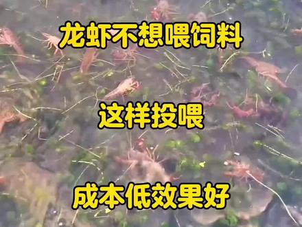 龙虾不想喂饲料,这样投喂成本低效果好#鱼虾蟹养殖 #养殖小妙招 #三农 #小龙虾养殖 #特种水产养殖 @DOU+上热门 @抖音热点宝