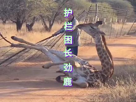 长颈鹿被铁丝捆住了后腿,路过的小哥发现后 不顾自身安危对它展开了救援#野生动物零距离 #神奇动物在抖音 #人与动物和谐共处 #万物皆有灵 #长颈鹿