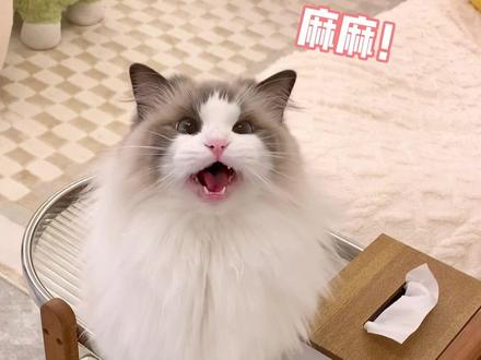 养一只天使小猫是怎样的体验?#治愈猫咪#百利低敏火鸡