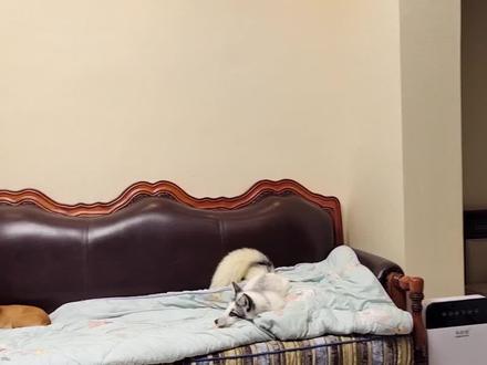 狐朋狗友?狗会不会把狐狸当成同类?