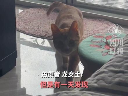 这猫怎么一帧一帧的?主人发现自家小猫特殊的"声控属性" #记录猫咪日常 #橘猫