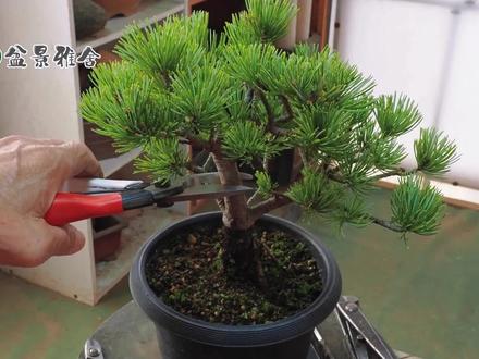 盆景大胆造型!直接剪去主干,值不值得这样做? #盆景制作 #盆景课堂 #松树 #盆景 #园艺 #黑松盆景