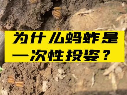 为什么蚂蚱一次性投资 多年收益 看完视频您就清楚了#新农人计划2023 #三农 #抖音助农 #我的乡村生活 #服务三农