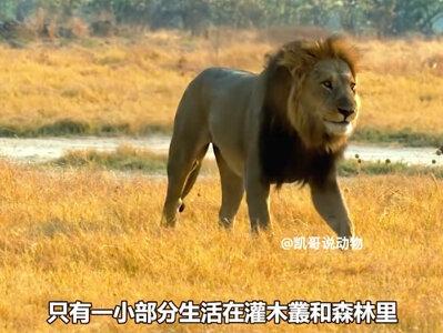 鬣狗群的战斗力有多强,雄狮猛虎和猎豹是对手吗#动物世界 #鬣狗 #老虎 #动物科普