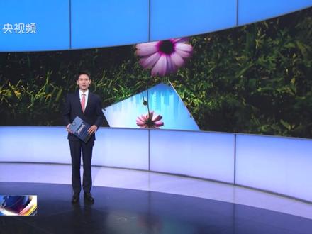 死灰复燃!高薪工作还能免费整形?当心深陷“美丽贷”圈套!(央视频号:法治在线)