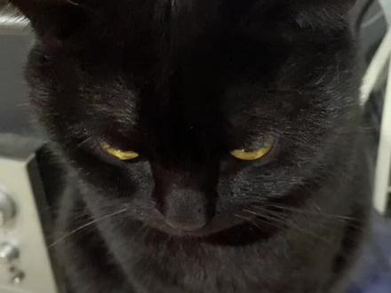 #玄猫 黑猫守家镇宅#养宠人的治愈谁懂啊