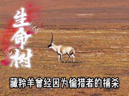雪域精灵藏羚羊,是高原最美的风景,
守护它们,就是守护高原
的纯净,守护生态家园,共护生命之美。#生命树 #藏羚羊 #可可西里 #杨紫 #胡歌