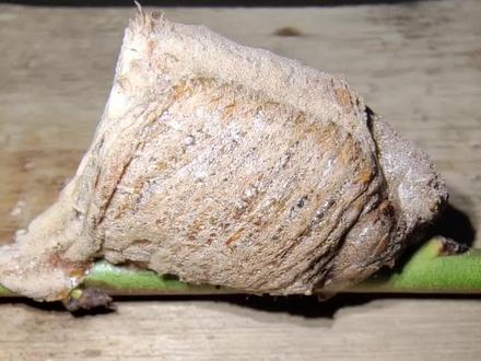 这就是螳螂卵 #动物世界