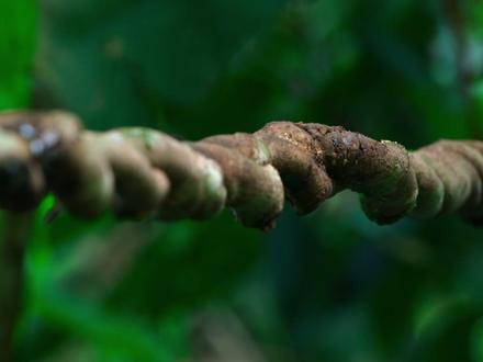 当一棵百年古树倒下后, 一场激烈的植物大战随即打响 #植物科普 #雨林植物 #抖音精选 #抖音硬核版 #优质纪录片精选
