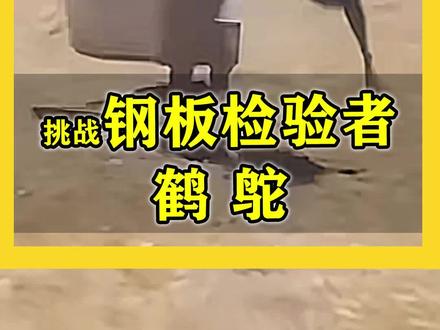 地球上臭名昭著的“恐怖鸟”,这货你认识吗? 生态教授为你讲解这只“恐龙后代”#神奇动物在抖音 #动物类科普视频 #野生动物零距离