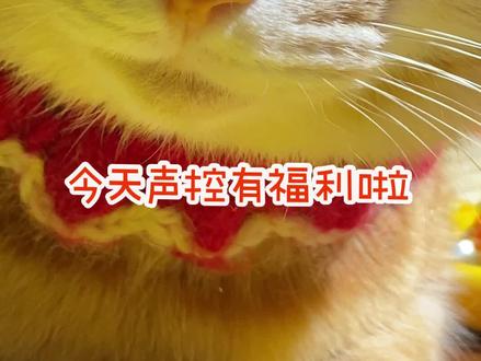 😍想不到豆胖子这么大只,声音居然这么奶🍼,南瓜瓜语言能力太🐂了😎#抖音动物图鉴