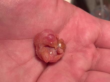 牡丹鹦鹉完整出壳过程记录#牡丹鹦鹉#手养鹦鹉 #人工孵化 #宠物 #鹦鹉