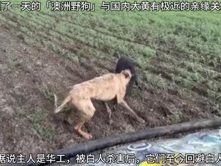 澳洲野狗和中华田园犬真的太像了 #历史#澳洲野狗#中华田园犬