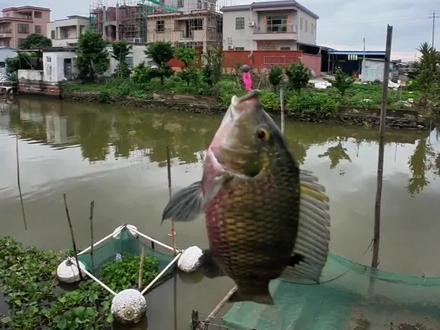 不起眼小河道!1g铅头钩软饵连杆大罗飞 微物野钓玩法🎣1g铅头钩+小软饵
小河道专钓大罗飞,轻饵作钓适口性超好
不起眼小河沟也能有大惊喜,连杆太上头
#路亚种草 #微物野钓 #大罗飞 #铅头钩软饵 #小河道路亚 #