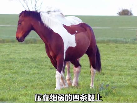 #科普 #神奇动物 #璀璨科学星 为什么马的腿受伤之后就会被执行安乐死 @抖音青少年