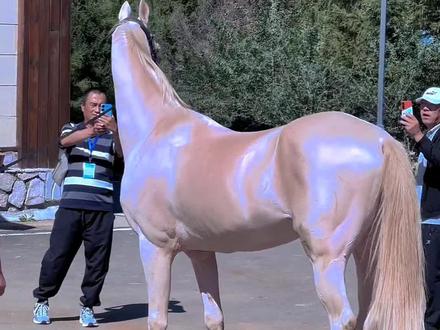 马年带你认识几种马,祝各位老板“马到成功”!
#马 #科普 #赛马 #马术 #马到成功