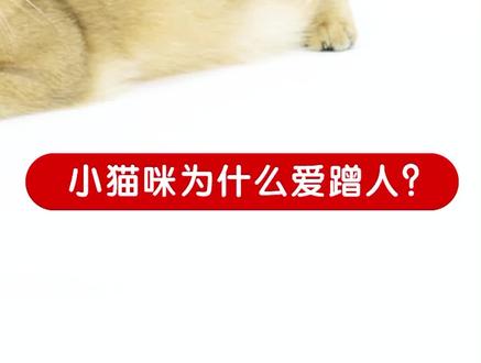 #猫咪蹭蹭 就是饿了吗?#铲屎官 快来看看,#猫咪蹭 除了撒娇,其实还有这个目的哦~#皇宠成长记