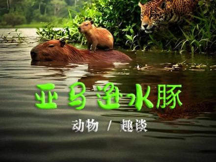 亚马逊水豚:在死亡威胁下,遗忘竟成生存关键? #动物世界#万物皆有灵性 #水豚 #美洲豹