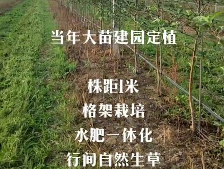 矮砧密植苹果示范园高标准建园
