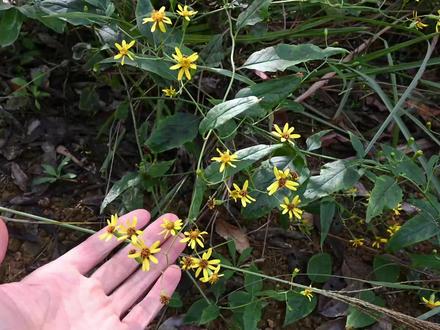 农村菊科植物“千里光”,号称“明目草”,遇见可别错过! #植物科普#千里光 #山货 #采药人 #农村生活