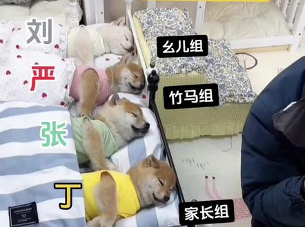 简直一模一样啊🥺🥺#时代少年团 #小狗 #狗塑