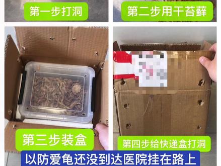 乌龟如何打包快递#爬宠 #乌龟打包 #乌龟打包盒 #乌龟 #养龟日常