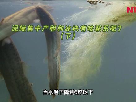 泥鳅集中产卵和冰块有啥联系呢?(下)