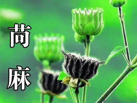 #苘麻,又名磨盘草!在古时候是搓麻绳的好材料,你认识它么? #植物科普 #三农 #新农人计划 #农村生活