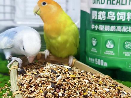 中小型鹦鹉鸟食饲料玄凤牡丹带壳谷子混合营养粮珍珠文鸟鹦鹉鸟粮 #中小型鹦鹉混合粮 #玄凤牡丹鸟食 #带壳谷子营养粮 #珍珠文鸟饲料 #鹦鹉专用鸟粮