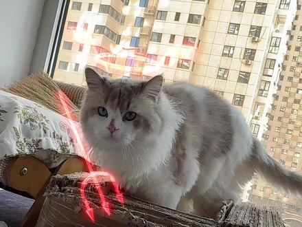 天使还是恶魔只在一瞬间#猫咪猫咪猫咪猫咪