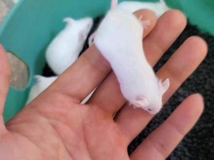 #角蛙#红钟角蛙 红钟角蛙捕食小白鼠跳跳