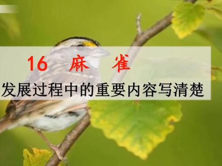 四年级上册语文《麻雀》课文讲解