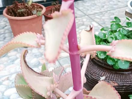 等了几个月,原来宽叶不死鸟开花是这个样子的#记录多肉生活