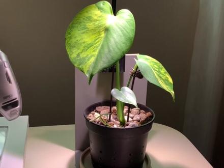 叶子矫正方法,你也不想养花只看后背吧#室内绿植 #龟背竹