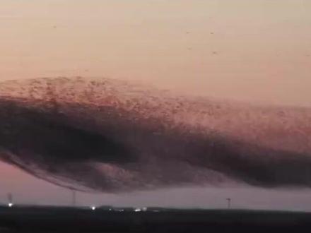 北冥有鱼在此刻具像化了!鸟浪如潮涌,齐飞似星河。当鲲鹏之姿划过漫天霞光,庄子《逍遥游》便不再是传说。网友纷纷感叹:庄子诚不欺我,北冥有鱼原来是真的!#趣中国