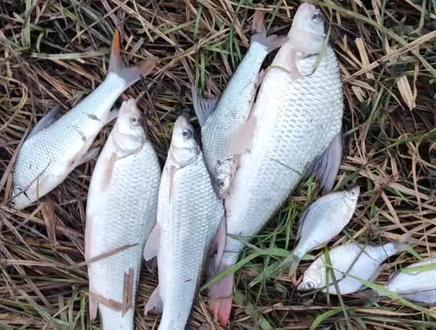 似刺鳊鮈专项行动#原来钓鱼才是抖音运动顶流 #出发吧伟大的钓手 #一起享受大自然的美 #钓鱼的乐趣只有钓鱼人懂