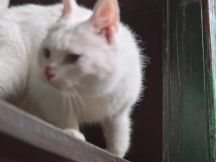 为什么说男不养猫女不养狗?
#萌宠 #狗狗 #猫