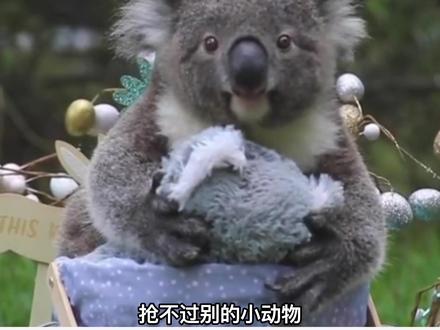 树袋熊,也叫考拉,一把屎一把尿拉扯大的动物。
#萌宠 #动物的迷惑行为 #神奇动物在抖音 #宠物 #动物 #可爱到爆炸💥 #这也太可爱了吧 #萌宠出道计划 #奇异动物召集令 #考拉 #树袋熊