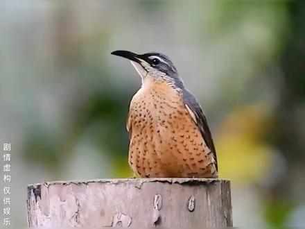 不服山不服水,就服大哥这张嘴